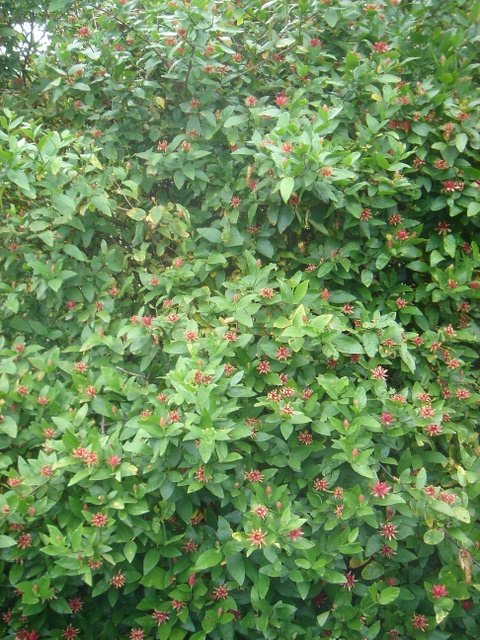 Calycanthus floridus P30 (2)